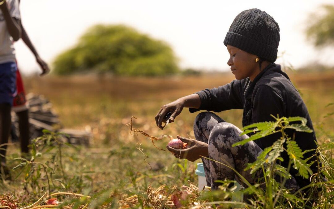 Webinar: Promoting Decent Work in Senegal’s Horticulture Sector