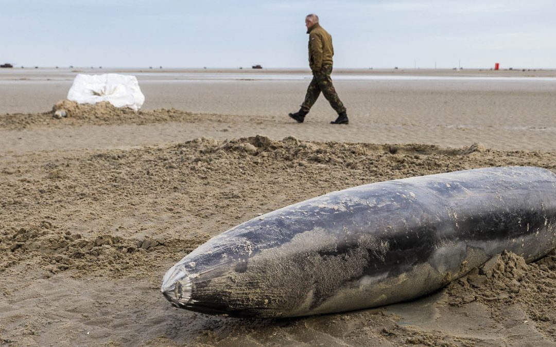 OneWorld-podcast: waarom mag Defensie bommen gooien op beschermde natuur?